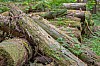 Am Wegesrand - (c) R Plock.jpg